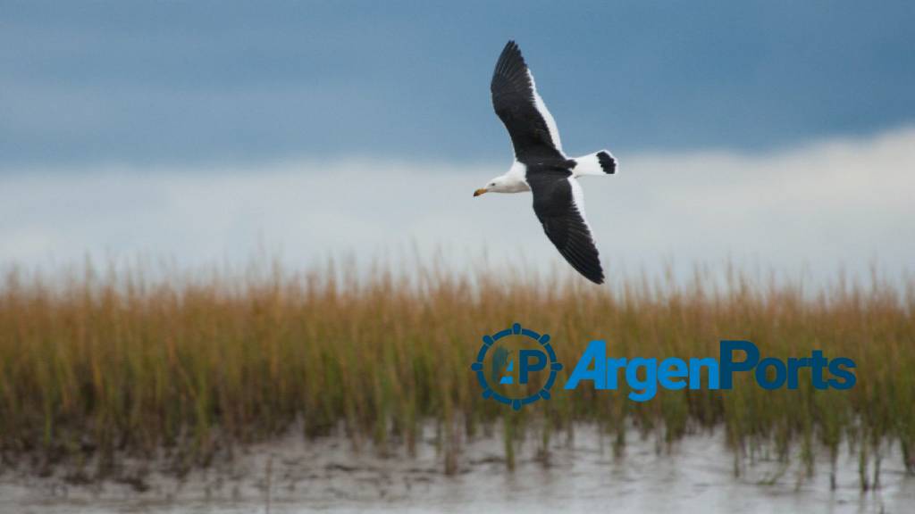 gaviota cangrejera